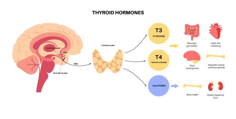 Thyroid illustration for causes of fatigue