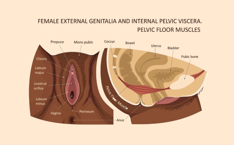 Pelvic Health Diagram